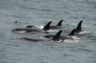 Big pod of orcas in Icy Strait a family unit. Art Print